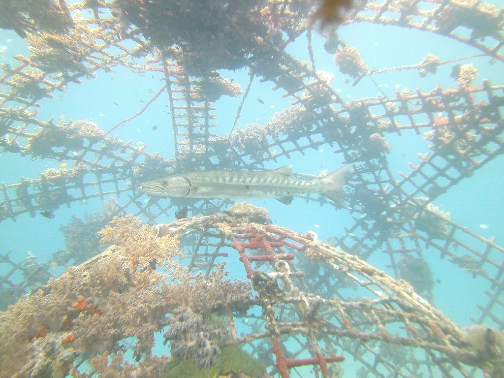 Biorock Homestay & Dive Center Pemuteran Exterior photo