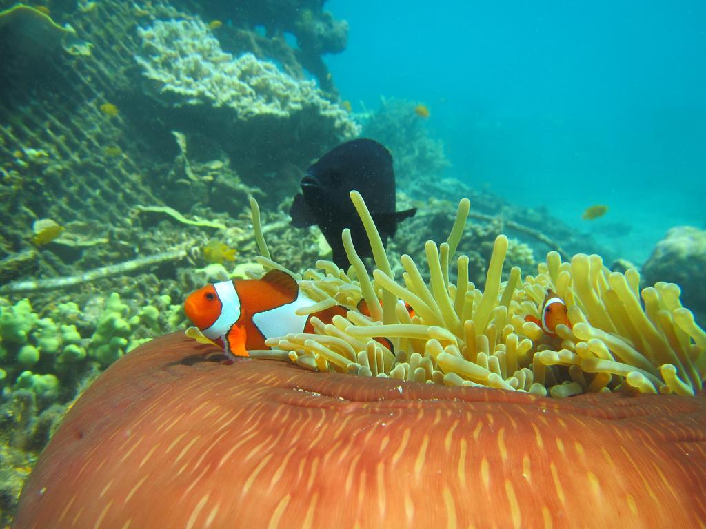 Biorock Homestay & Dive Center Pemuteran Exterior photo
